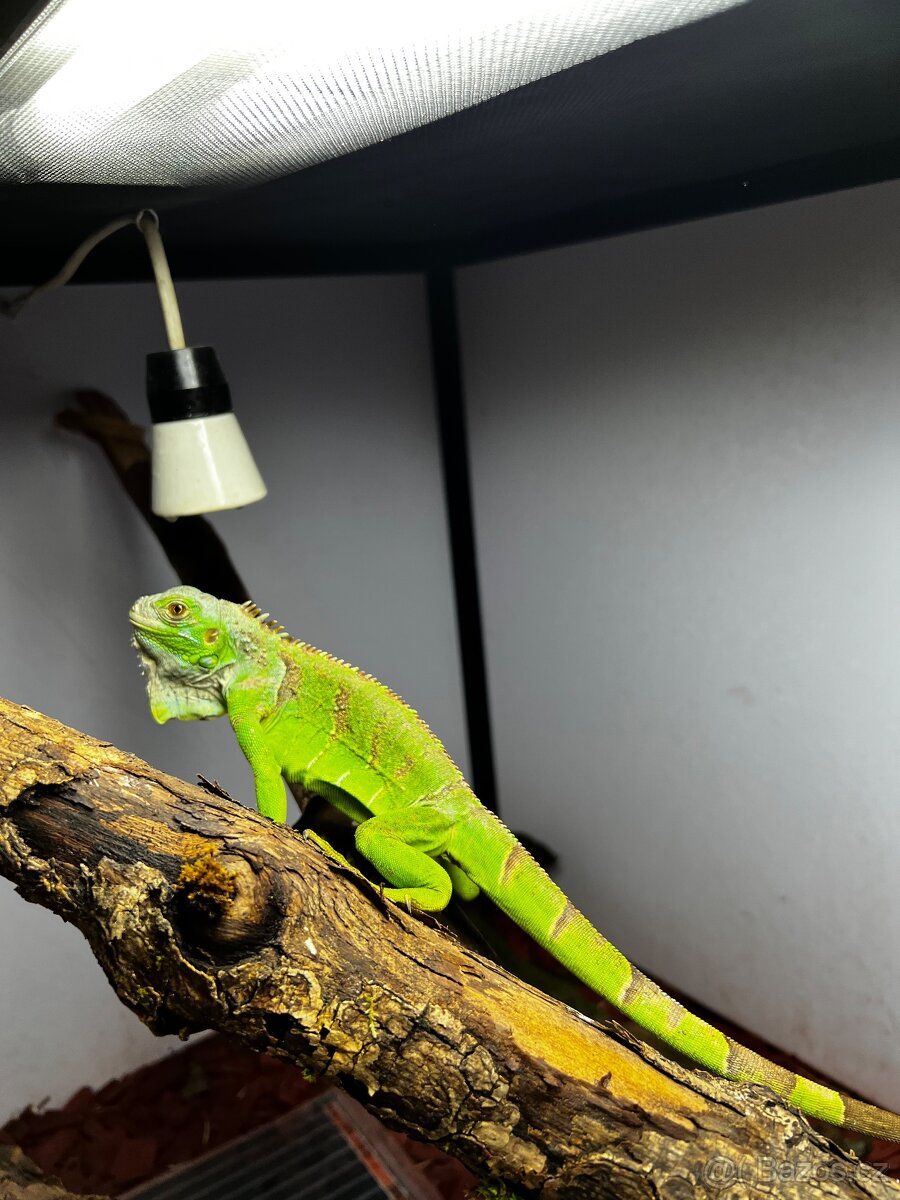 Leguán zelený , iguana iguana