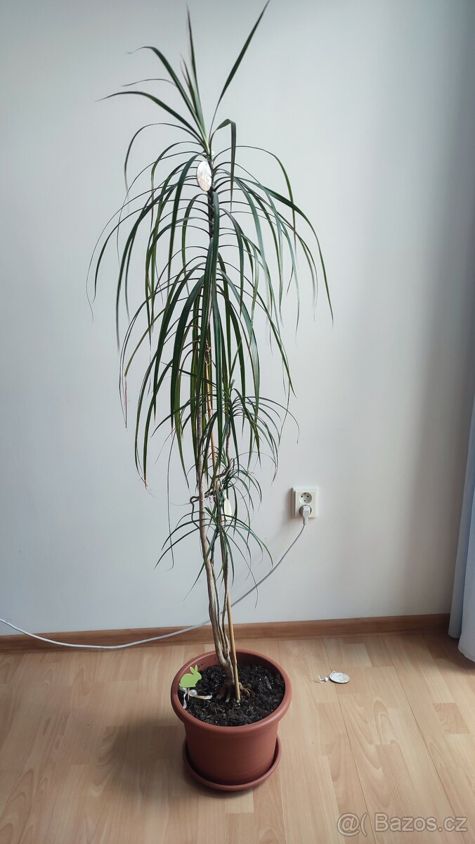 Krásná vzrostlá pokojová rostlina Draceana, výška cca 170 cm