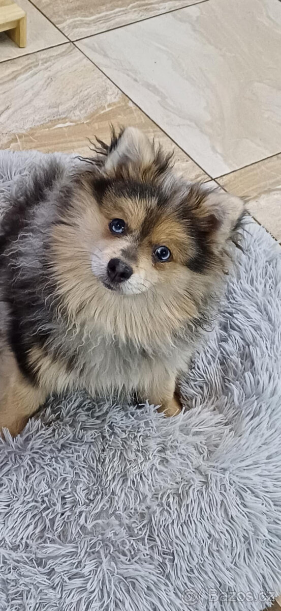 Pomeranian x německý špic střední