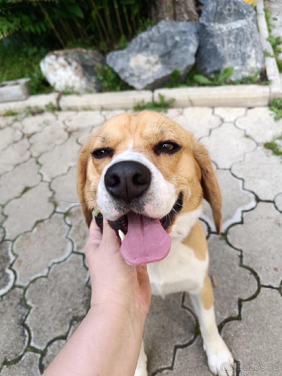 Beagl krytí