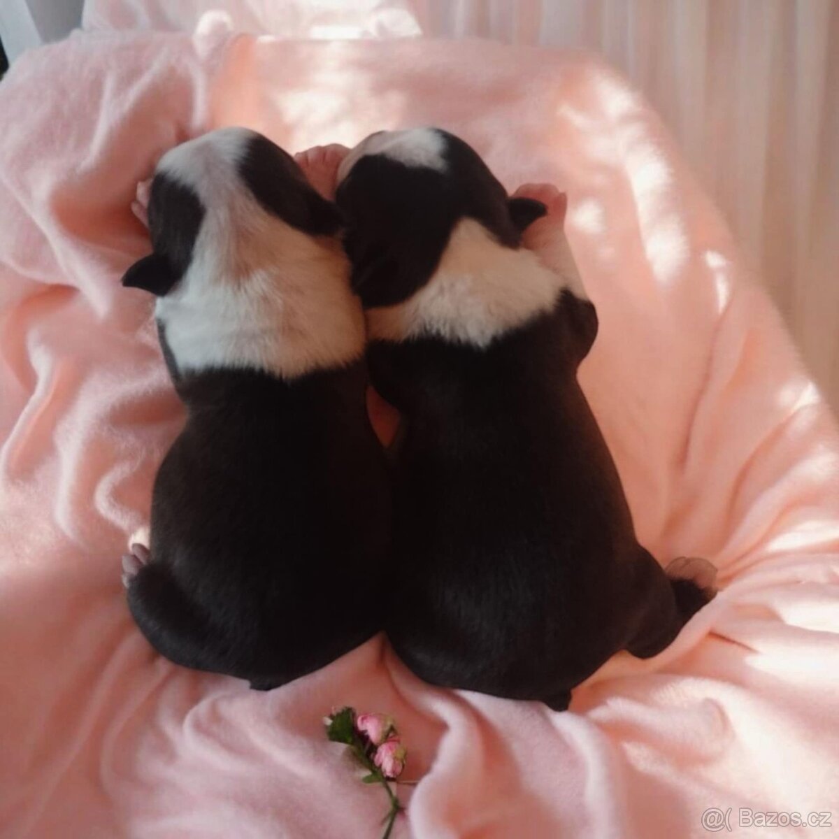 Boston Terrier,Bostonský Teriér,Boston