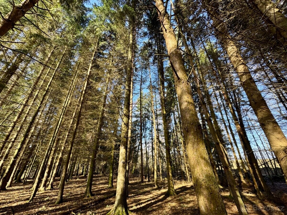 Lesní pozemek k.ú. Nový Rychnov 3.589m2