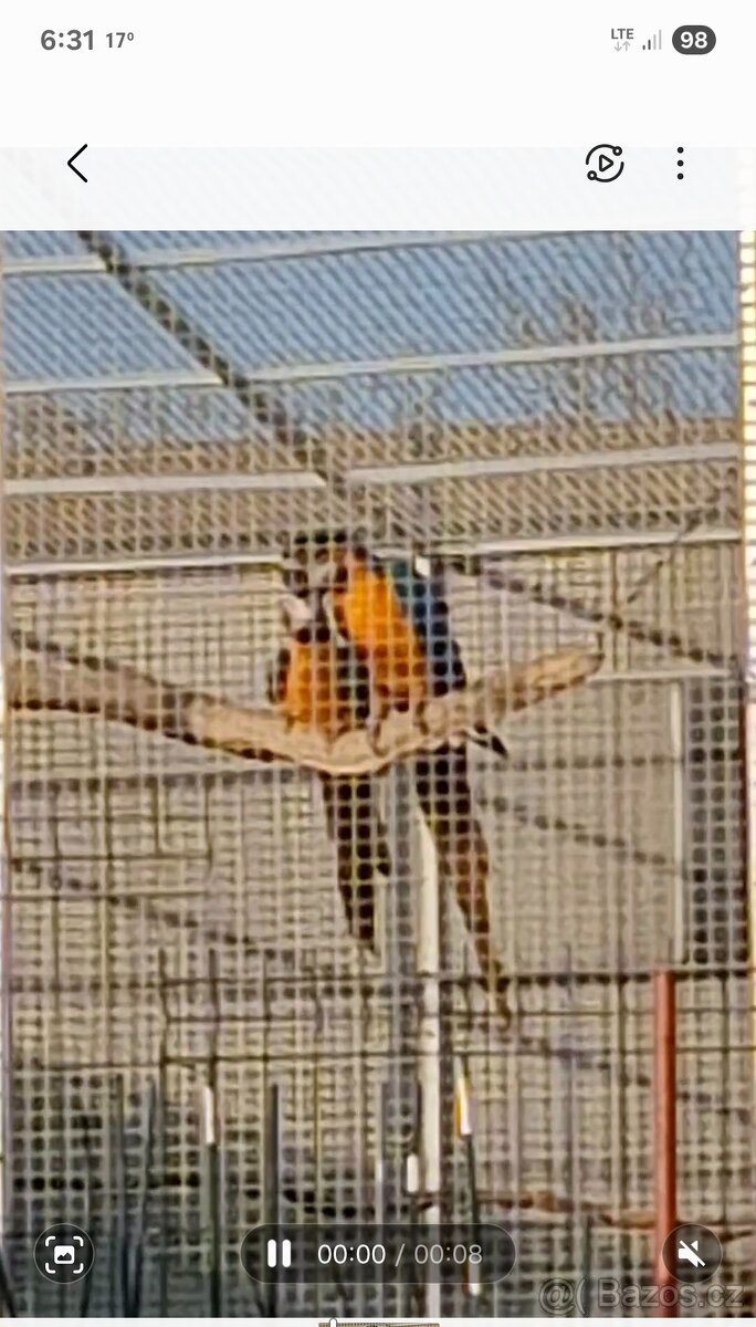 ARA ARARAUNA