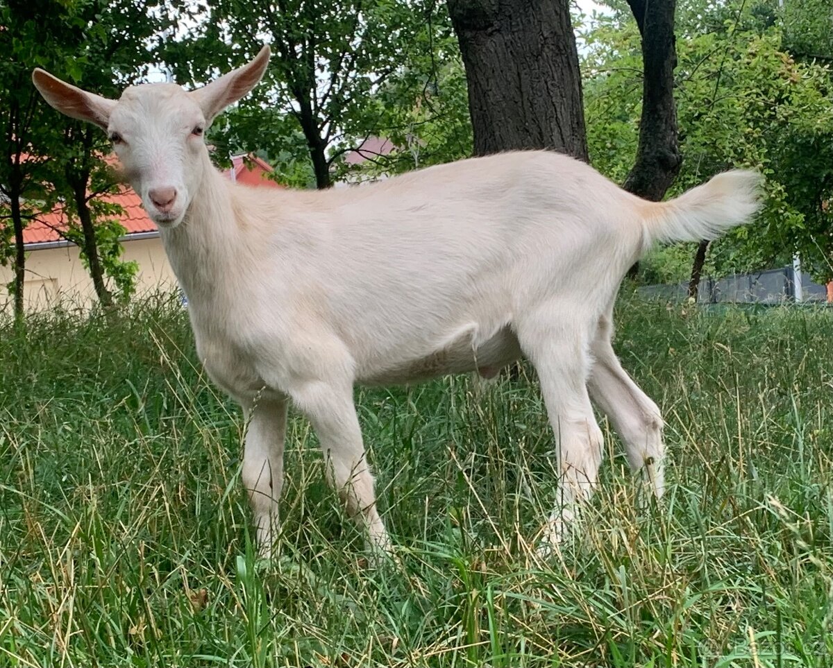 Kozlík ČB