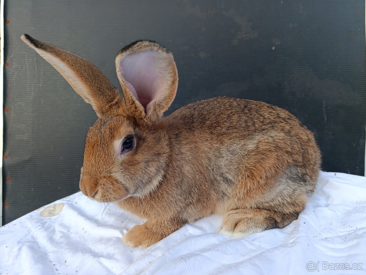 Králík