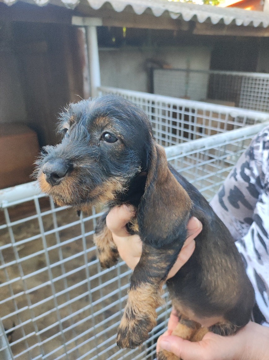 Štěňata jezevčík drsnosrstý standard s PP