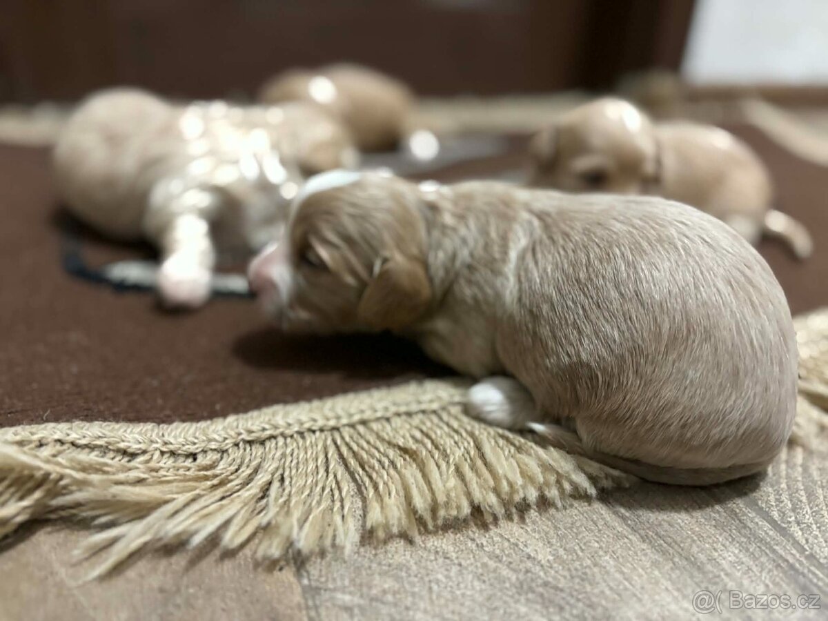 maltipo , maltipoo odber na mikuláša