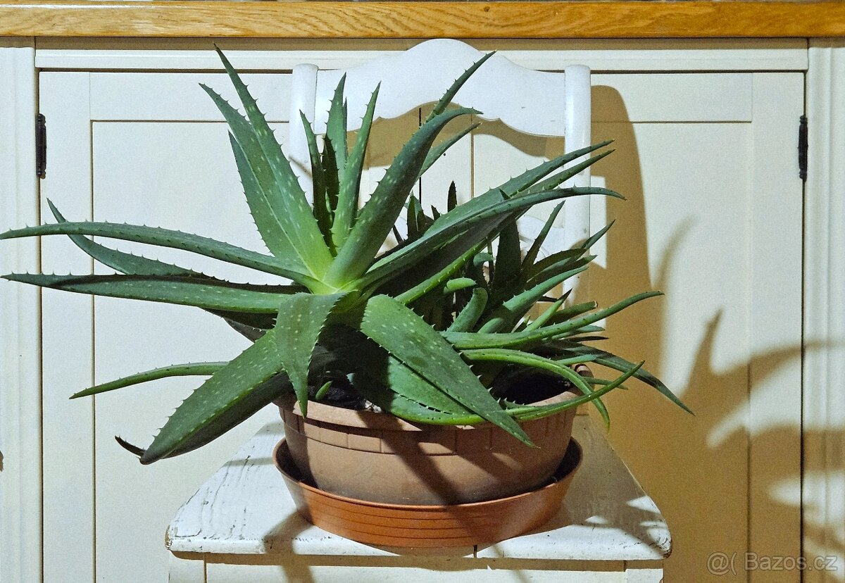 Aloe vera