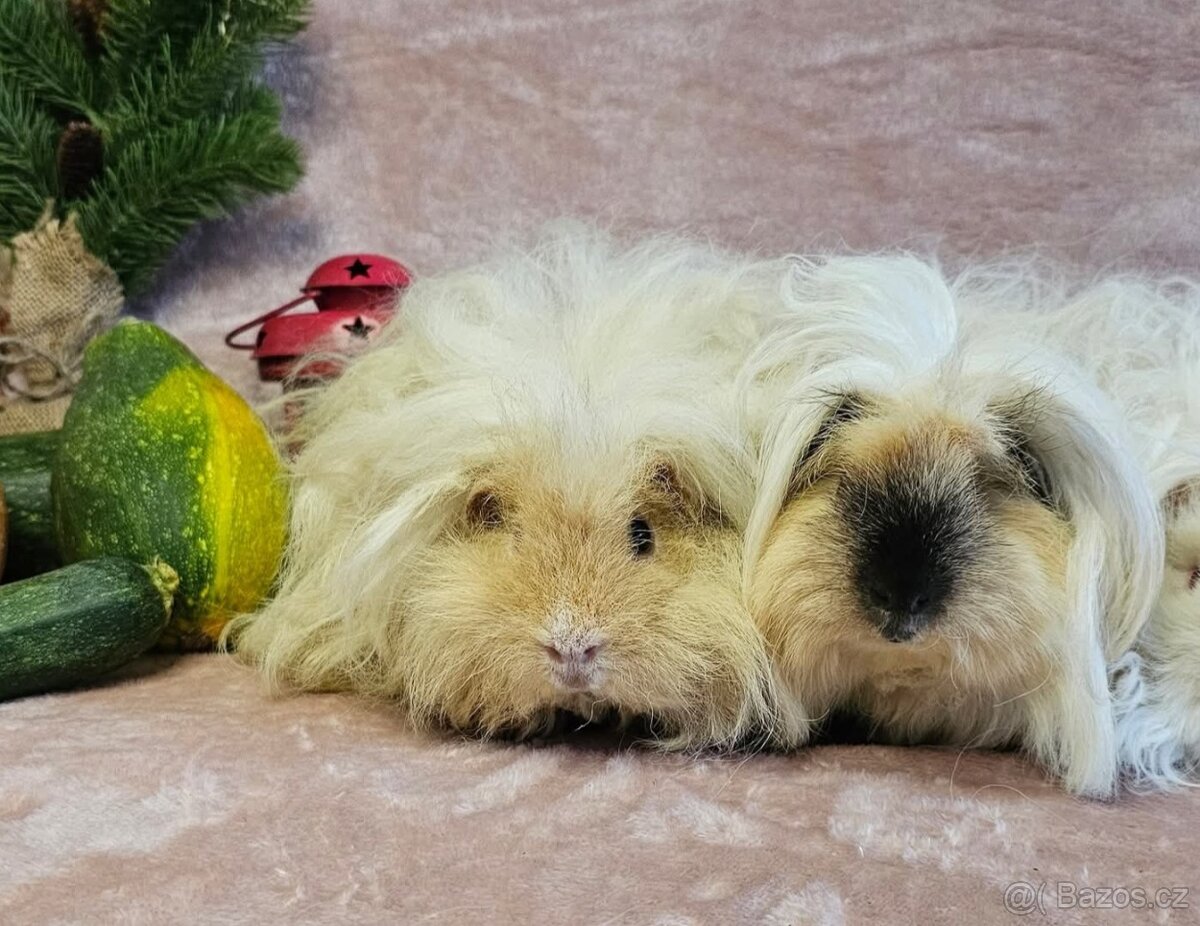 Samičky lunkarya + minipli