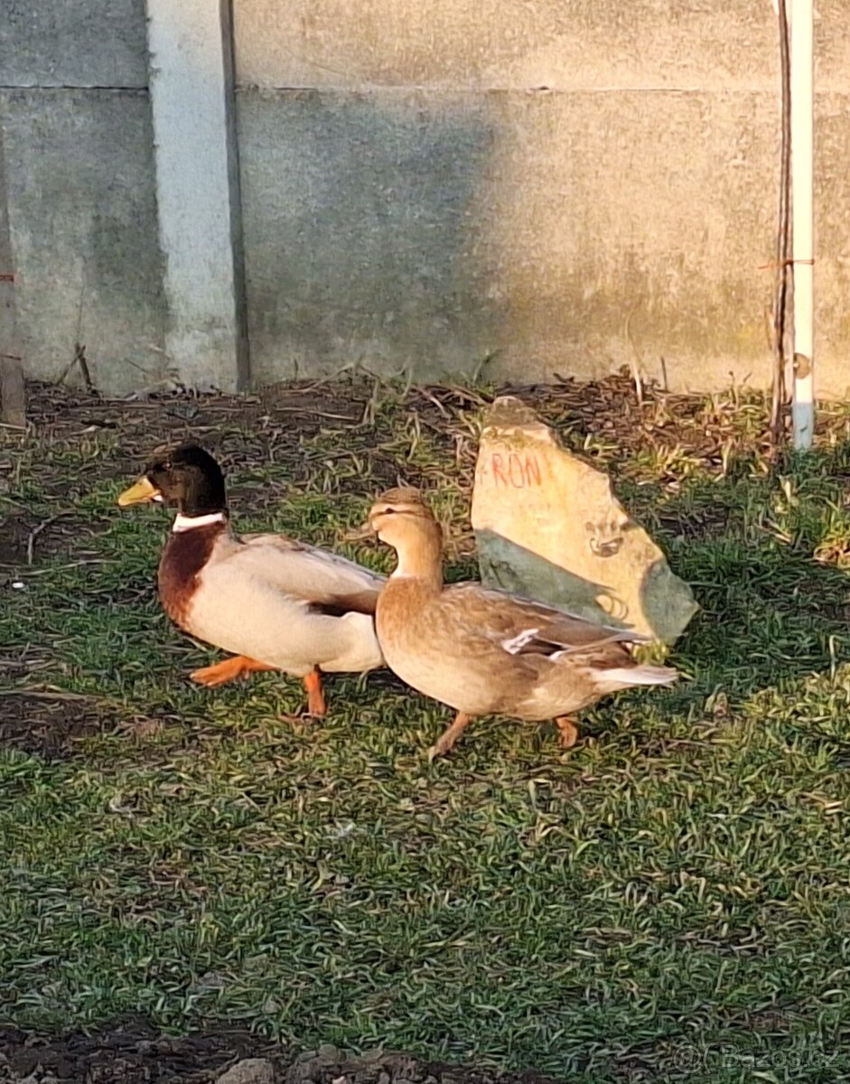 Kachna zakrslá