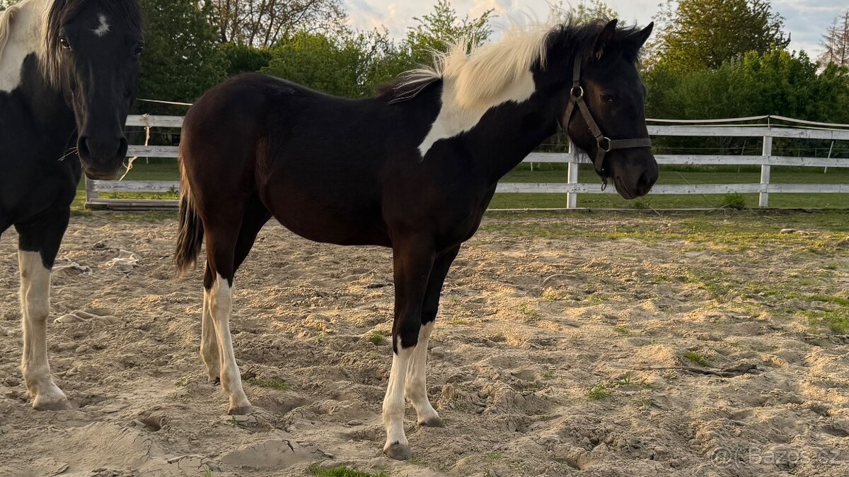 Americký pait horse
