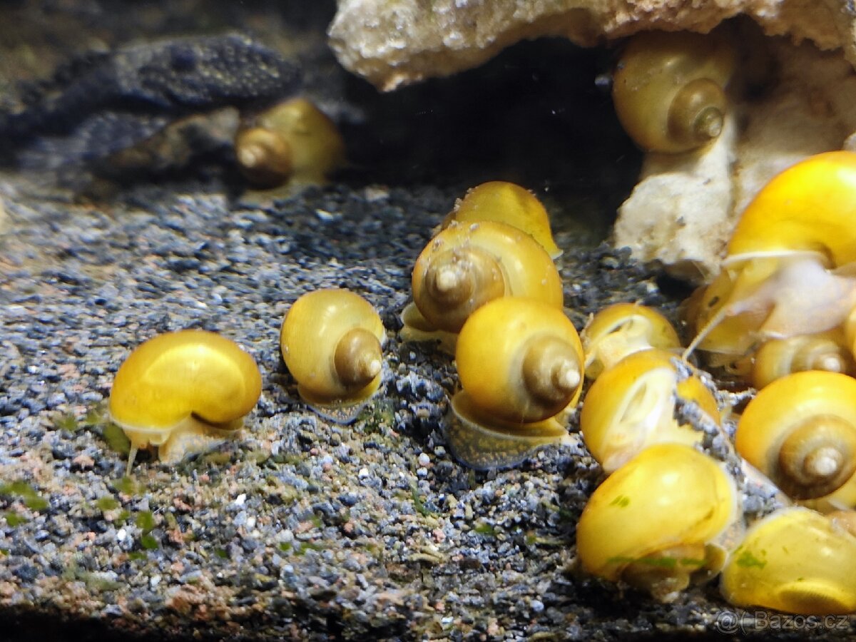Akvarijní šneci - Ampulárie žlutá
