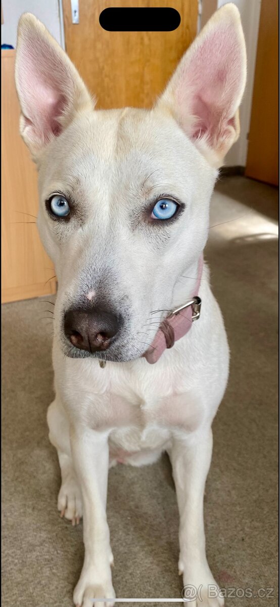 Křížence husky
