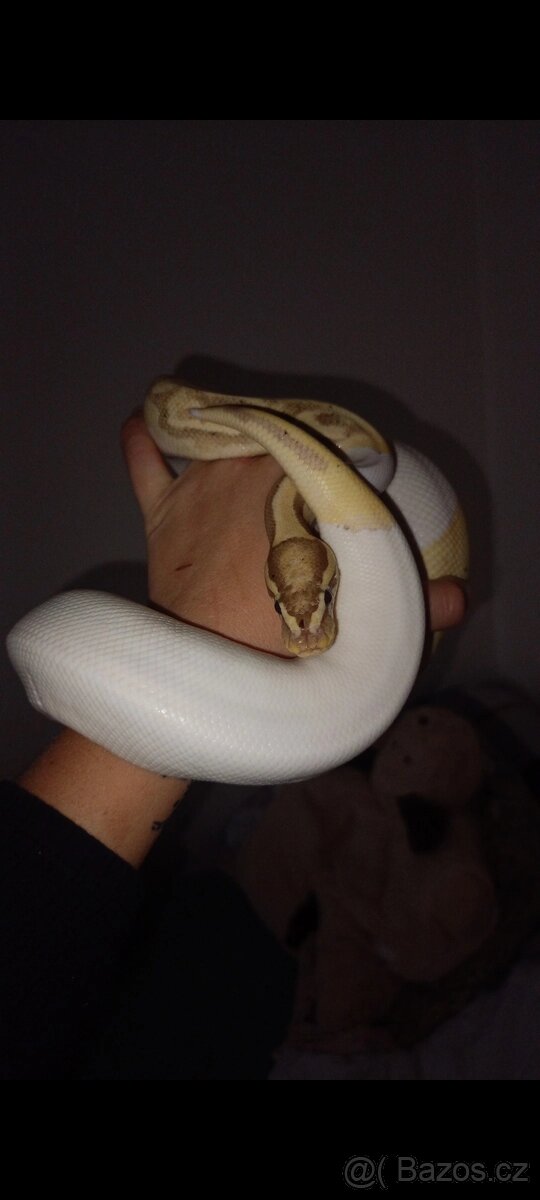 Krajta královská Banana pied ♂️