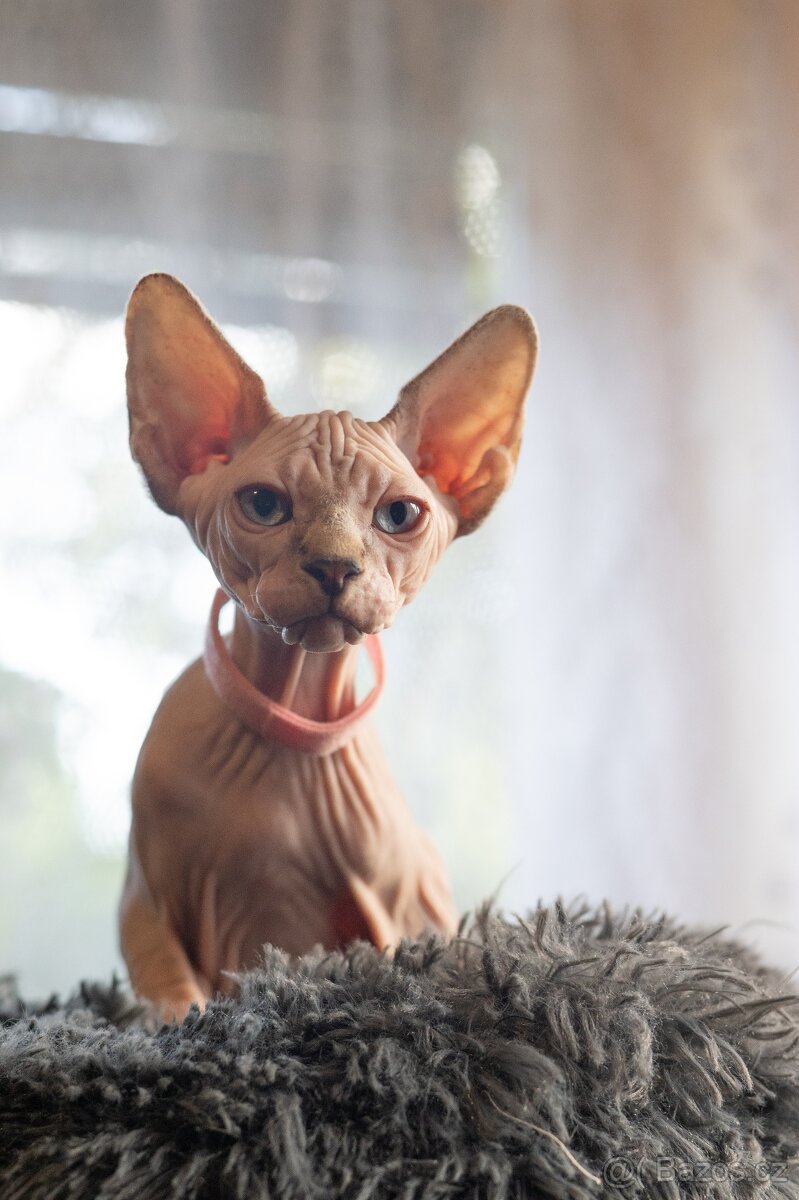 Kanadský sphynx kočička
