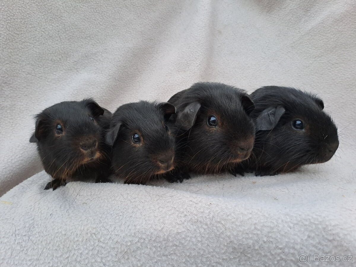 Morčata s PP - kluci