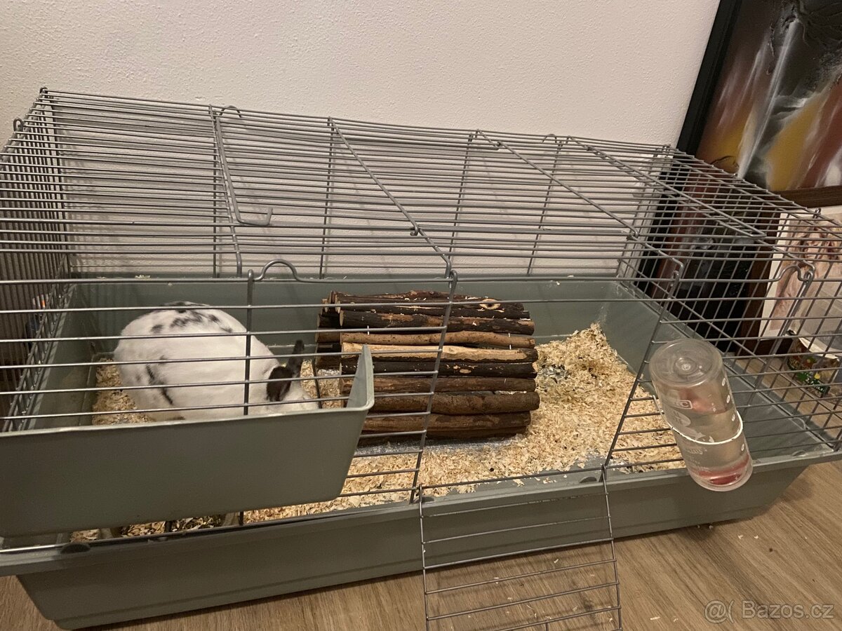 Prodám králíka + klec