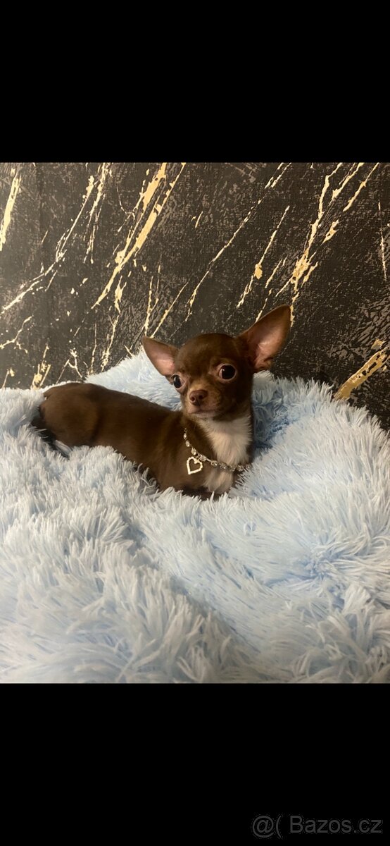 Hledáme domov pro štěňátko čivavy