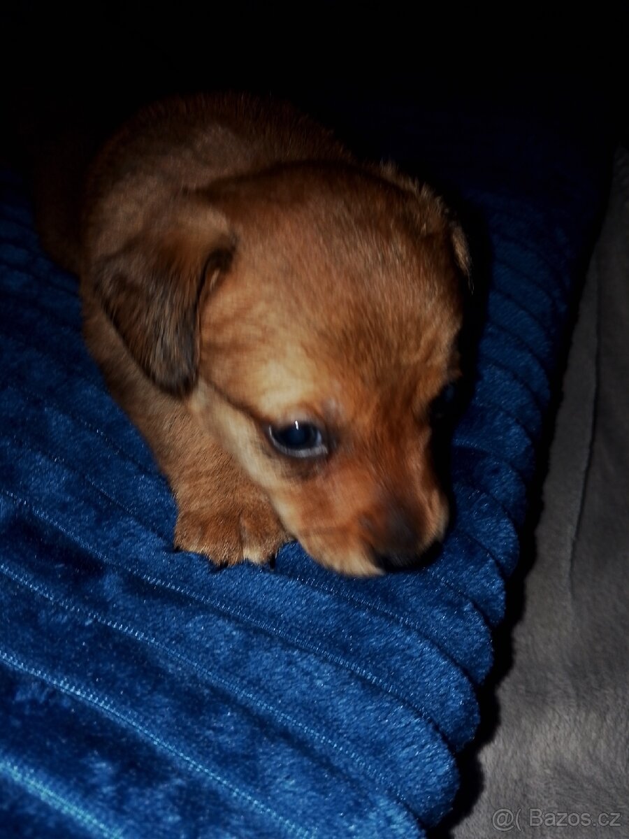 Prodám štěňátka jezevčíka.