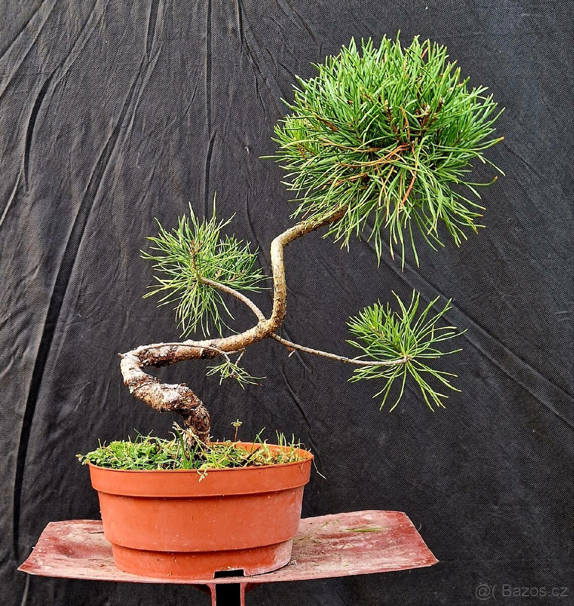 Pre Bonsai - Pinus Sylvestris 4