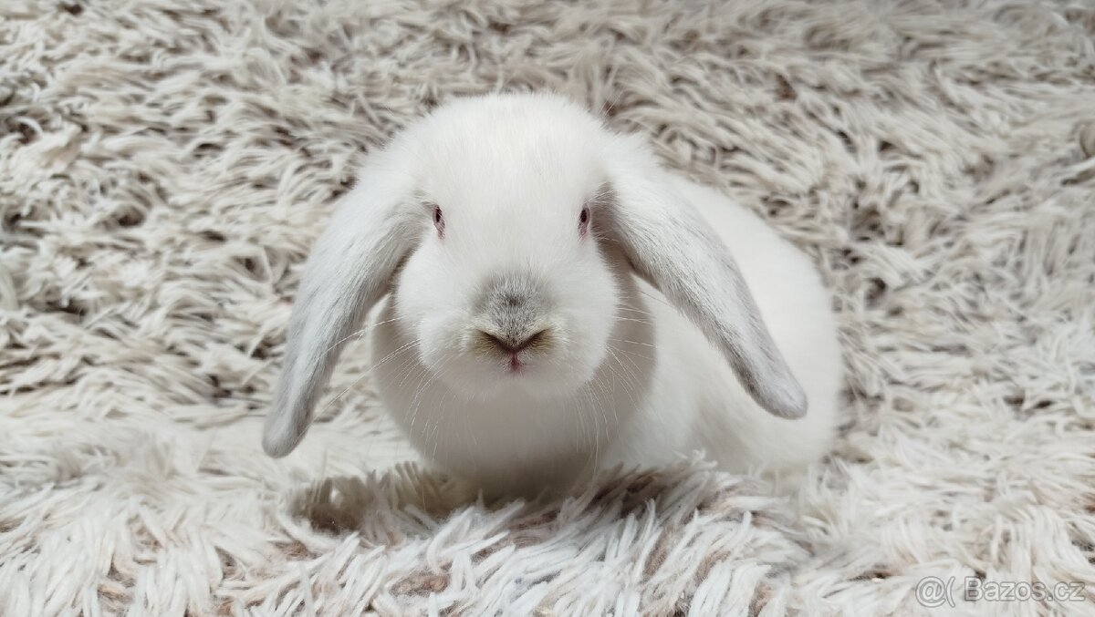 Zakrslý beránek, králíček, králík - MOLLY