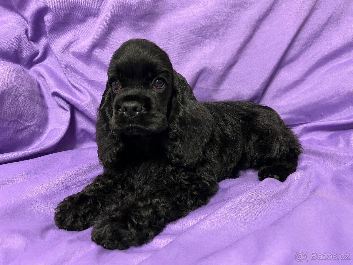 Americký kokršpaněl s PP