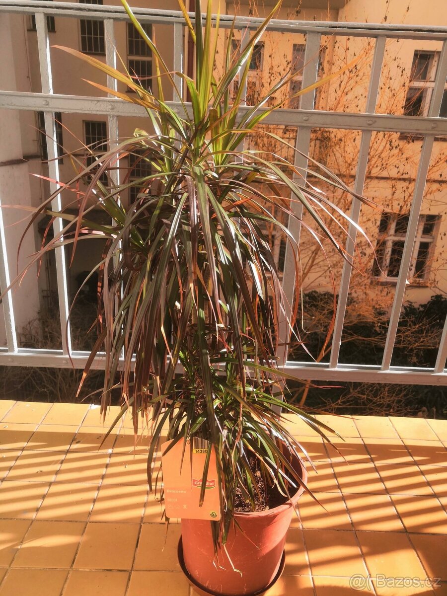 dracena, pokojová