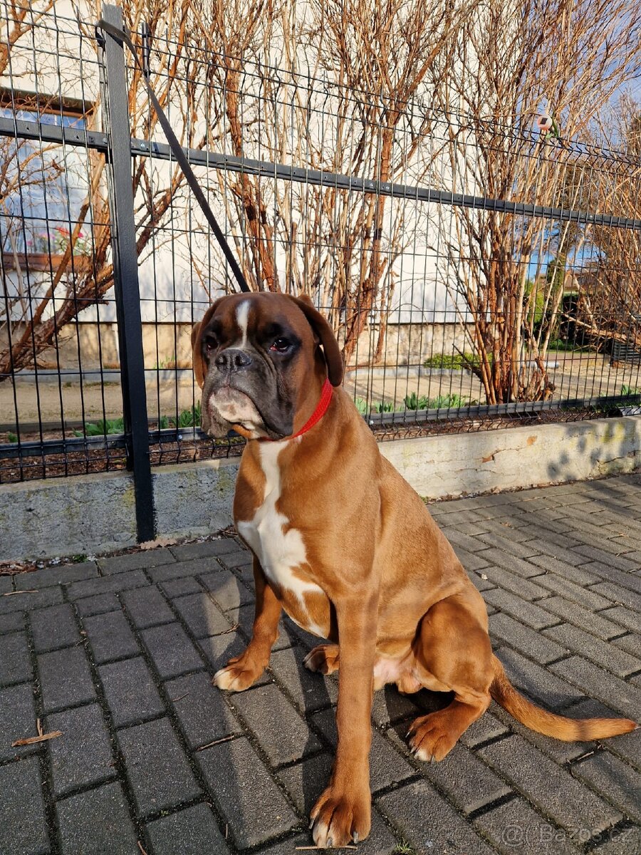 Německý boxer