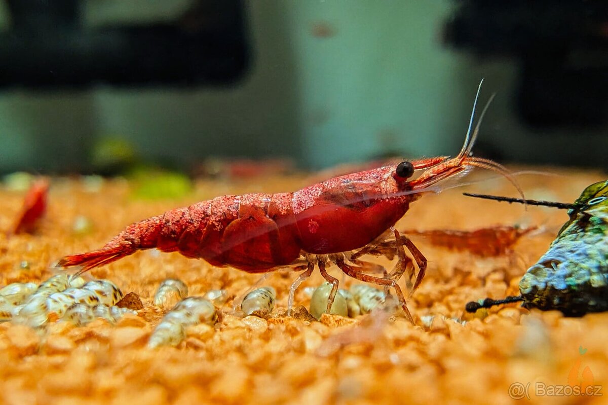 Krevetky - Neocaridina Sakura Red