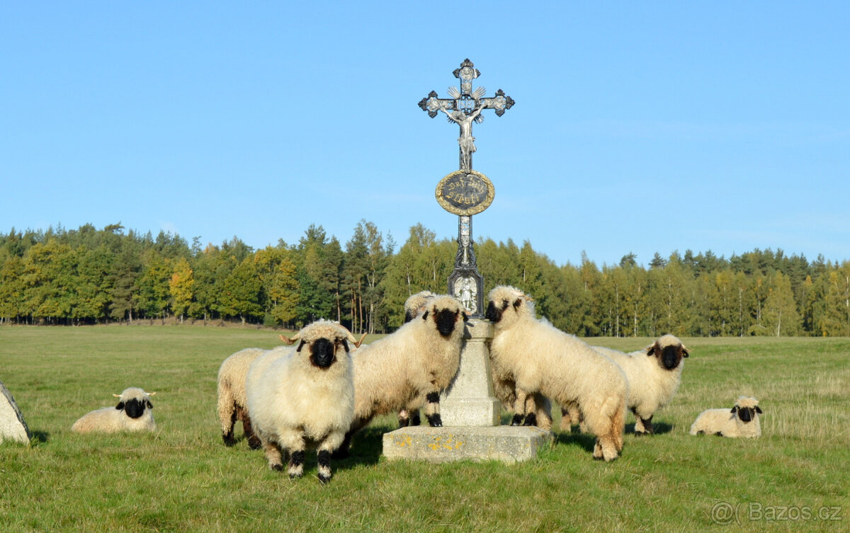Walliserská ovce