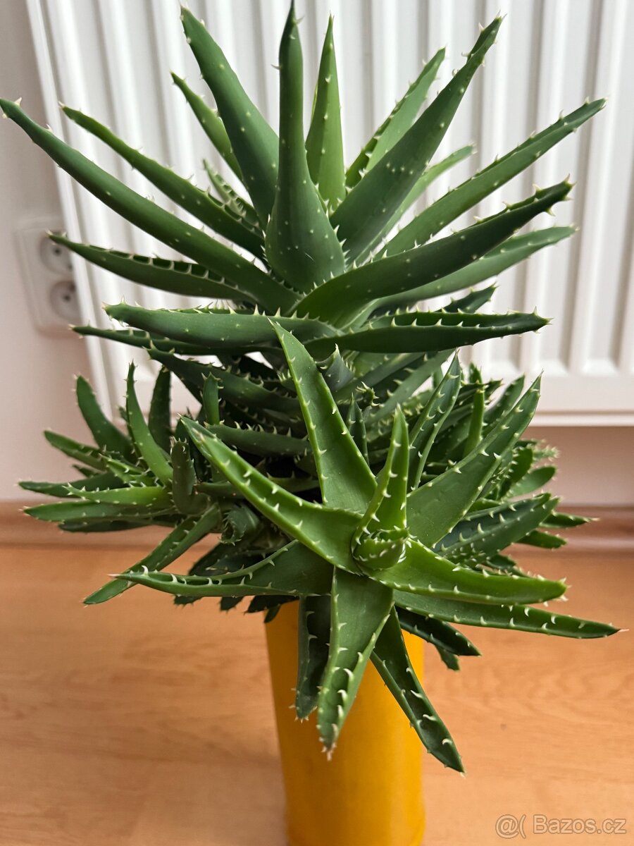 Aloe nobilis