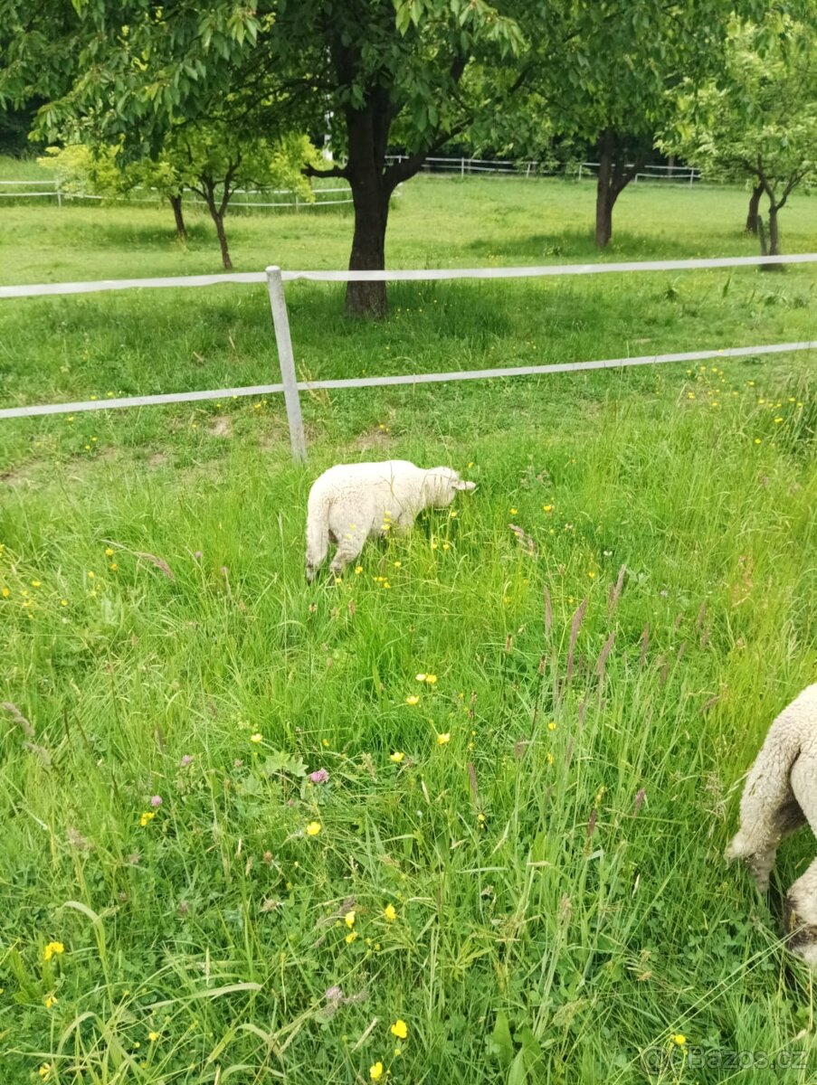 Prodám loňskou ovečku a 2 letošní beránky