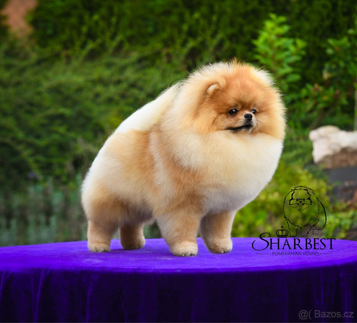 Pomeranian S PP FCI, štěňátka k rezervaci