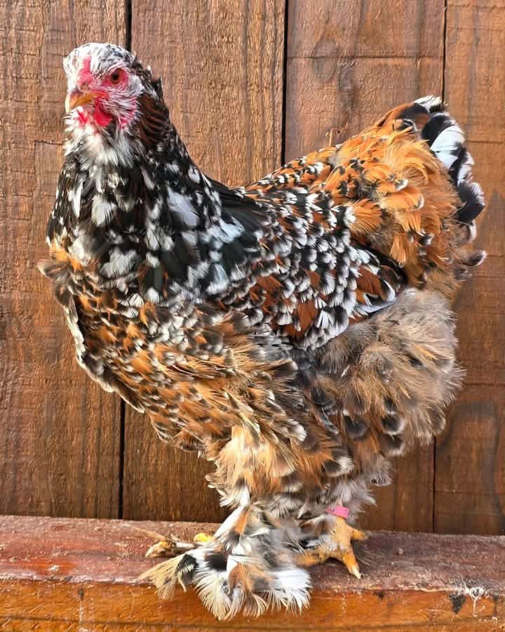 Koupim slepičky Brahmánka porcelan