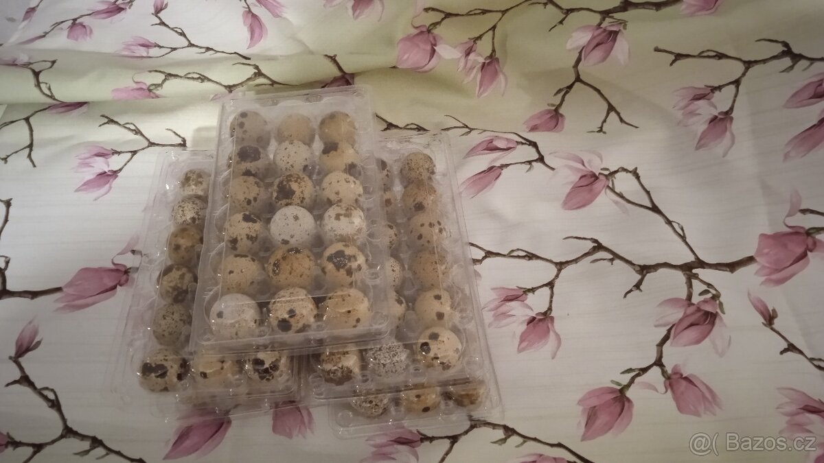 Křepelčí vajíčka