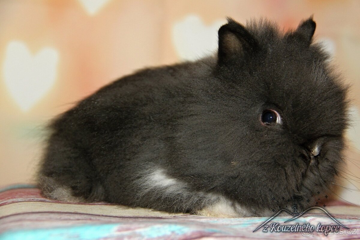 Zakrslý králíček Teddy s VP/sameček BACO_ doprava po ČR