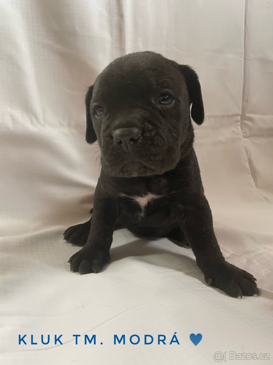 Cane Corso