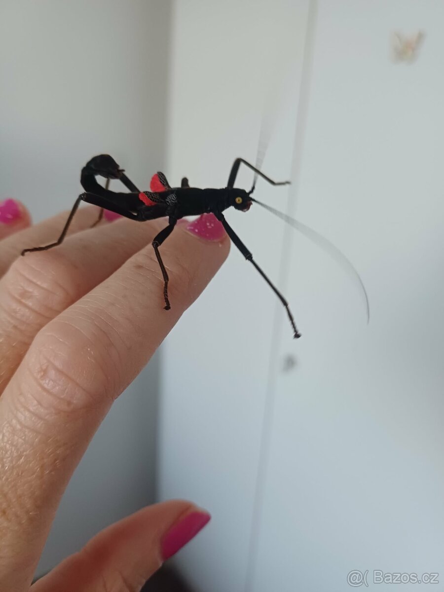 Strašilky ďábelské