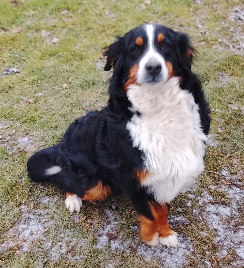 Bernský salašnický pes - fenka