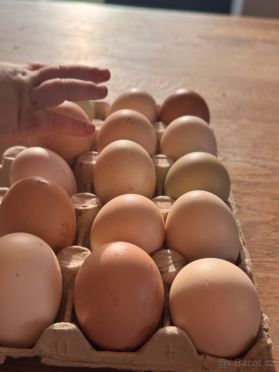 Prodám vejce