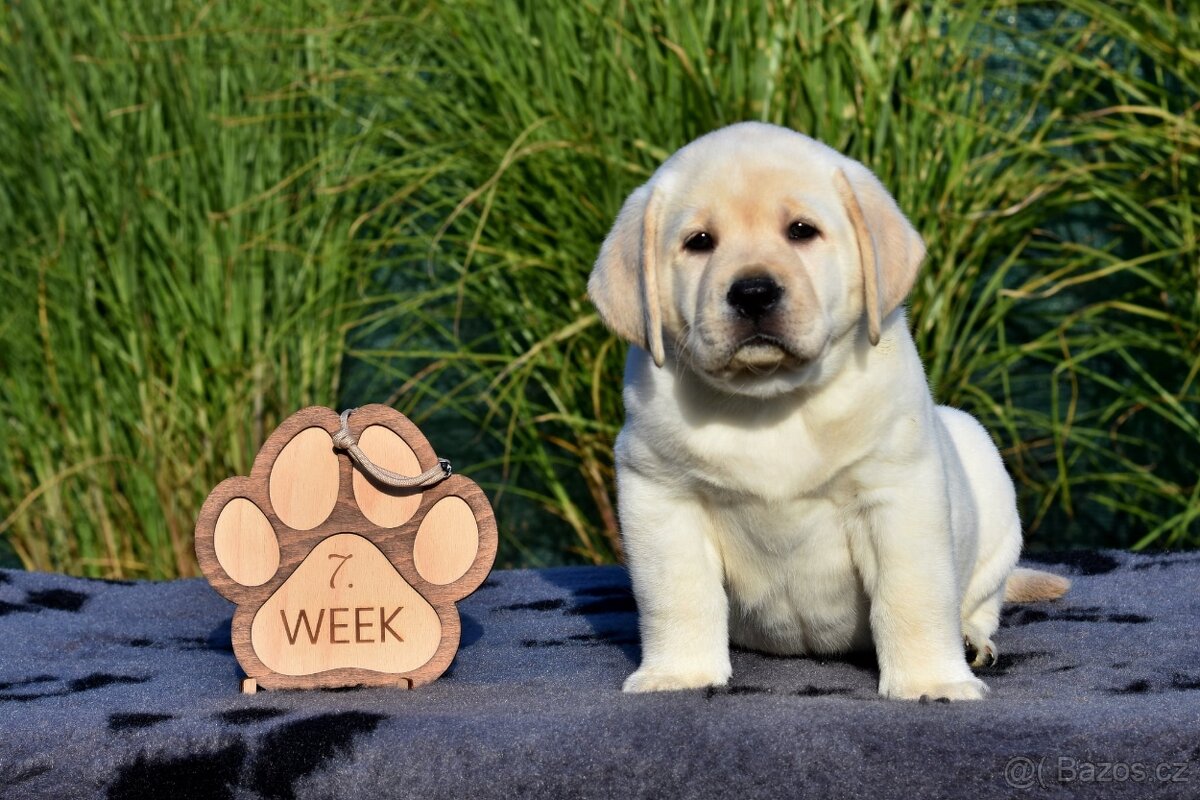 Labradorský retriever