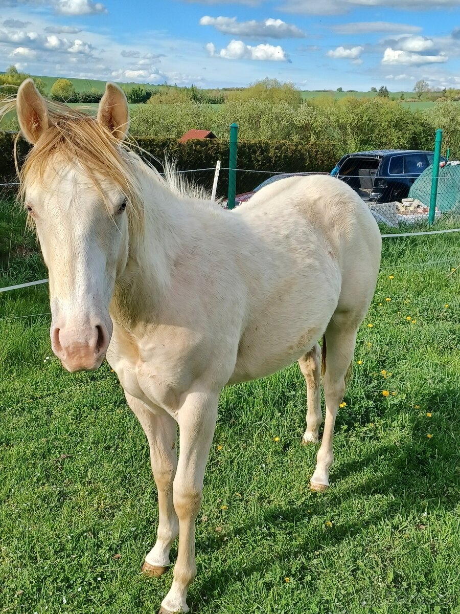 Klisnička Quarter horse 1 rok