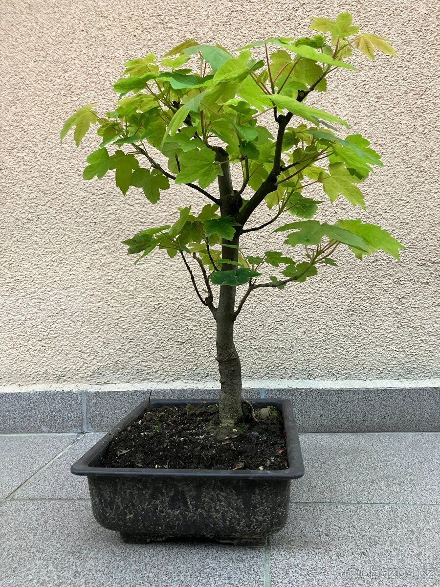 Bonsai, Bonsaj, jamadori, javor klen