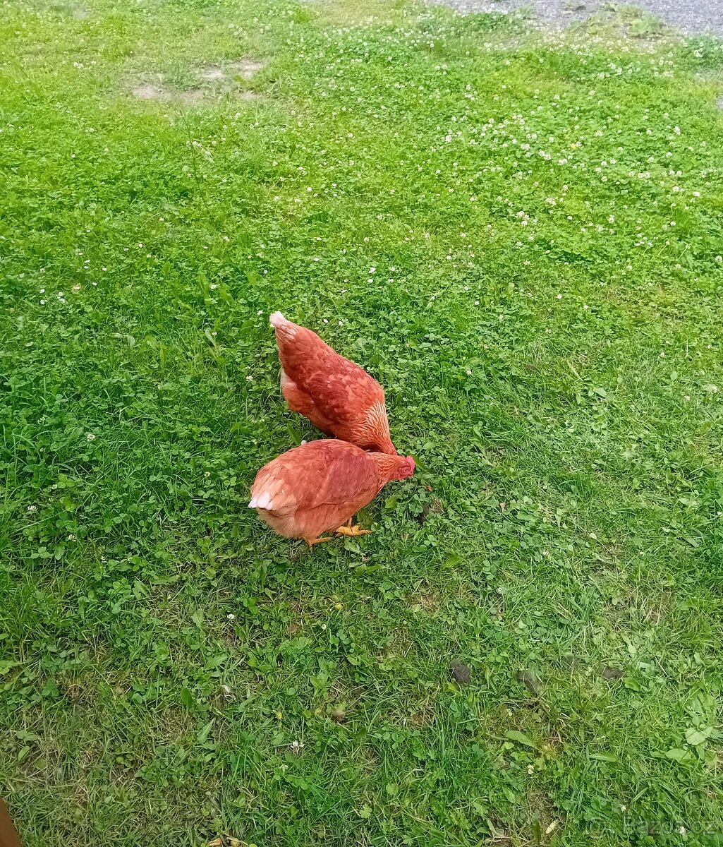 🥚 Prodám domácí vajíčka z volného chovu.