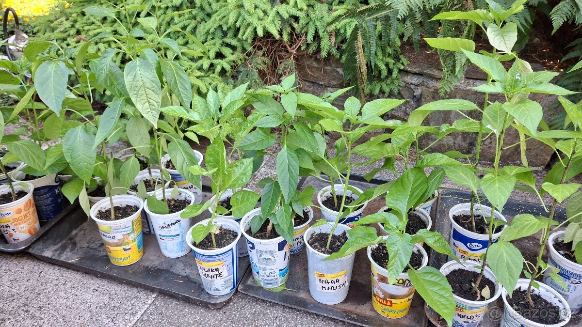 Sazenice chilli