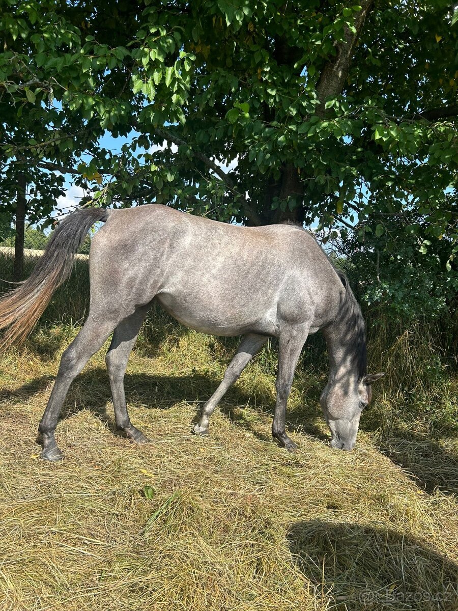 Vysoká šimla A 1/1 brezi
