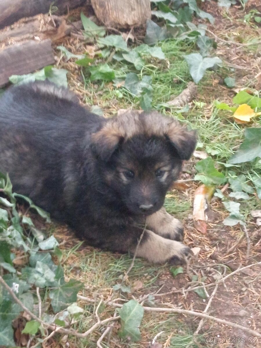 Prodám štěňata německého ovčáka