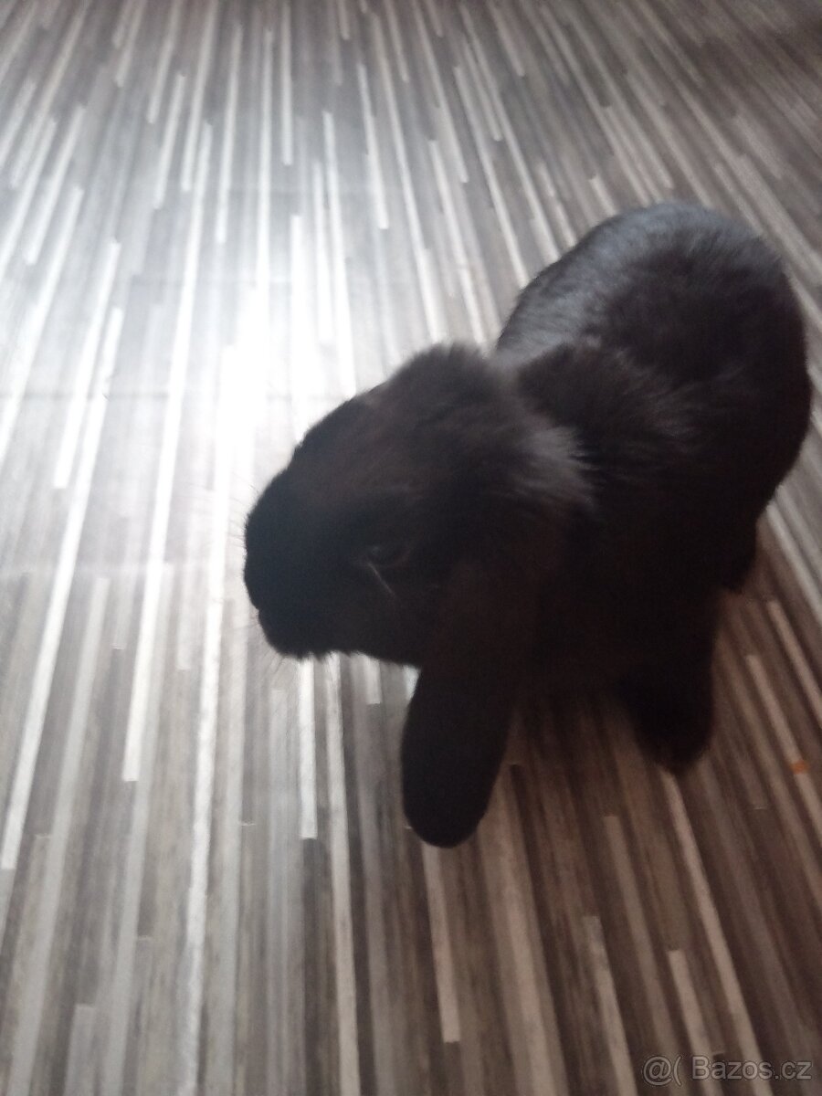 Zakrsle králícci beranci