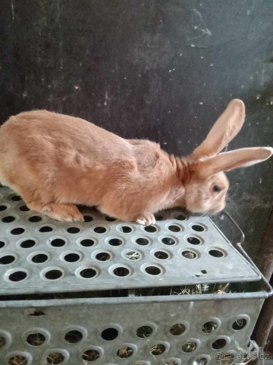 Prodám burgundský kralíky