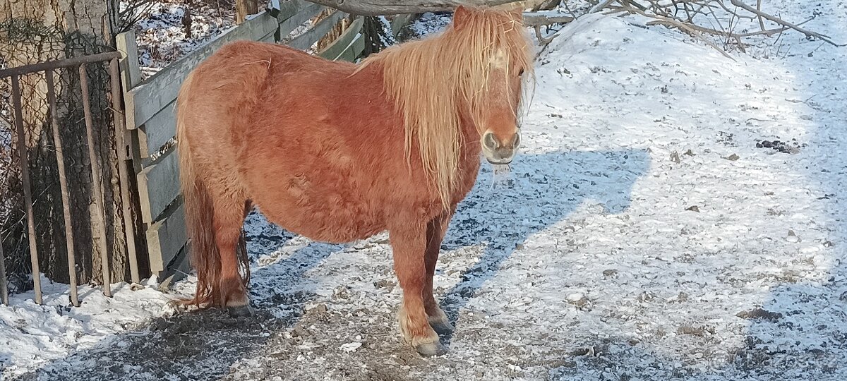 Pony schetland